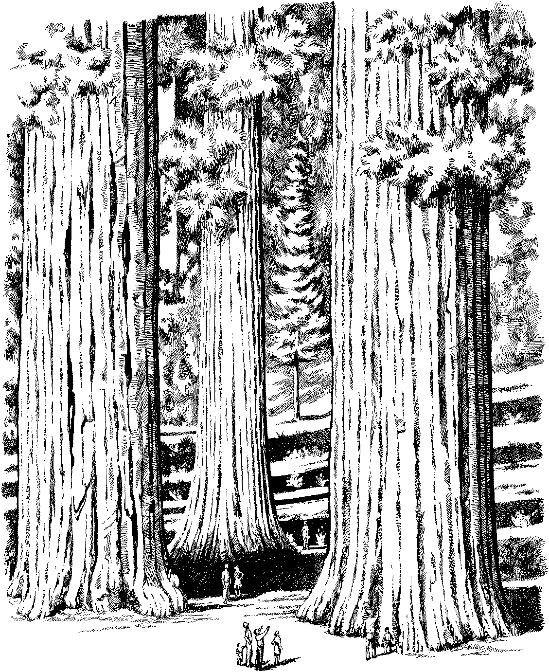 Секвойя дерево раскраска