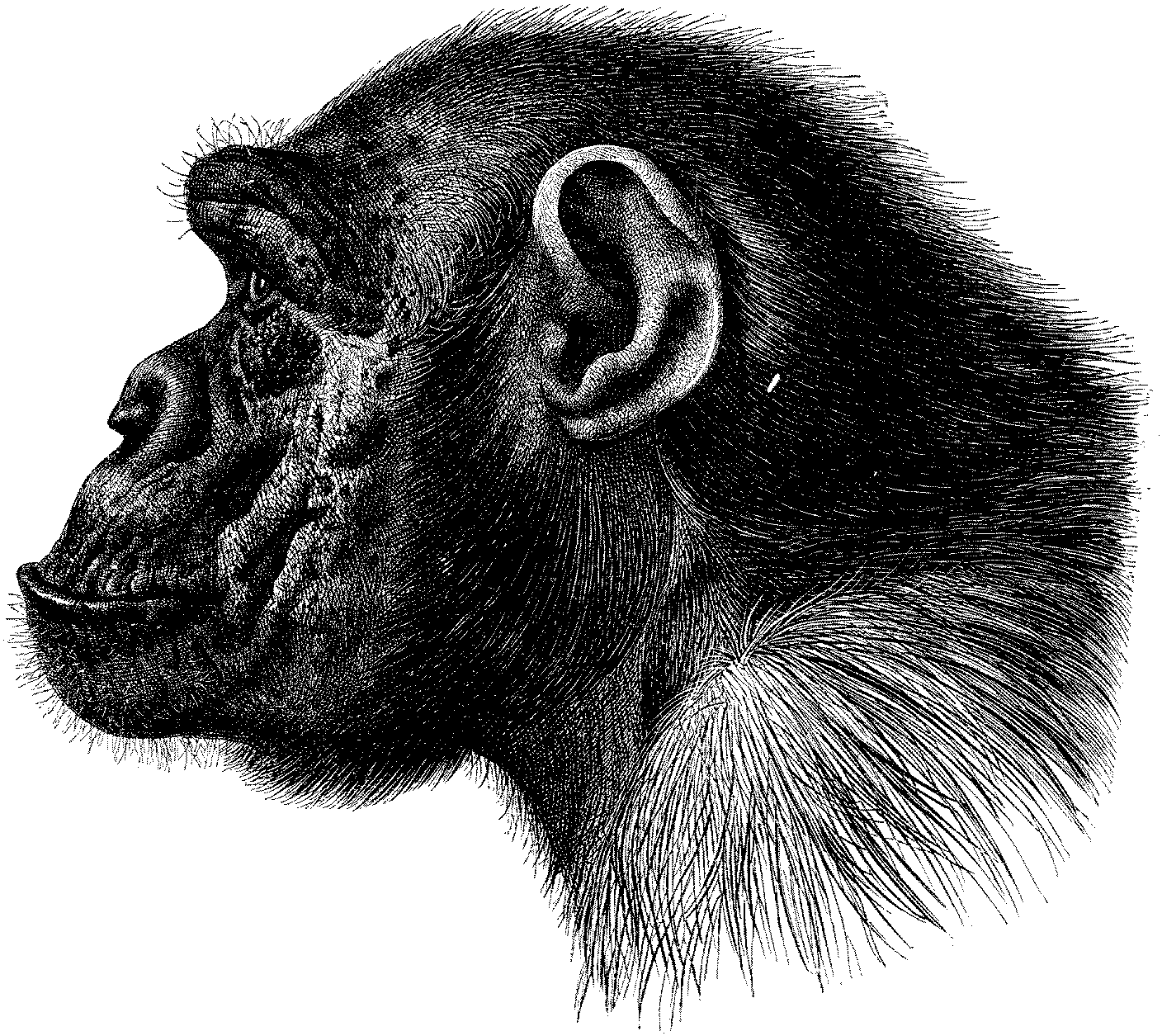 Шимпанзе Графика