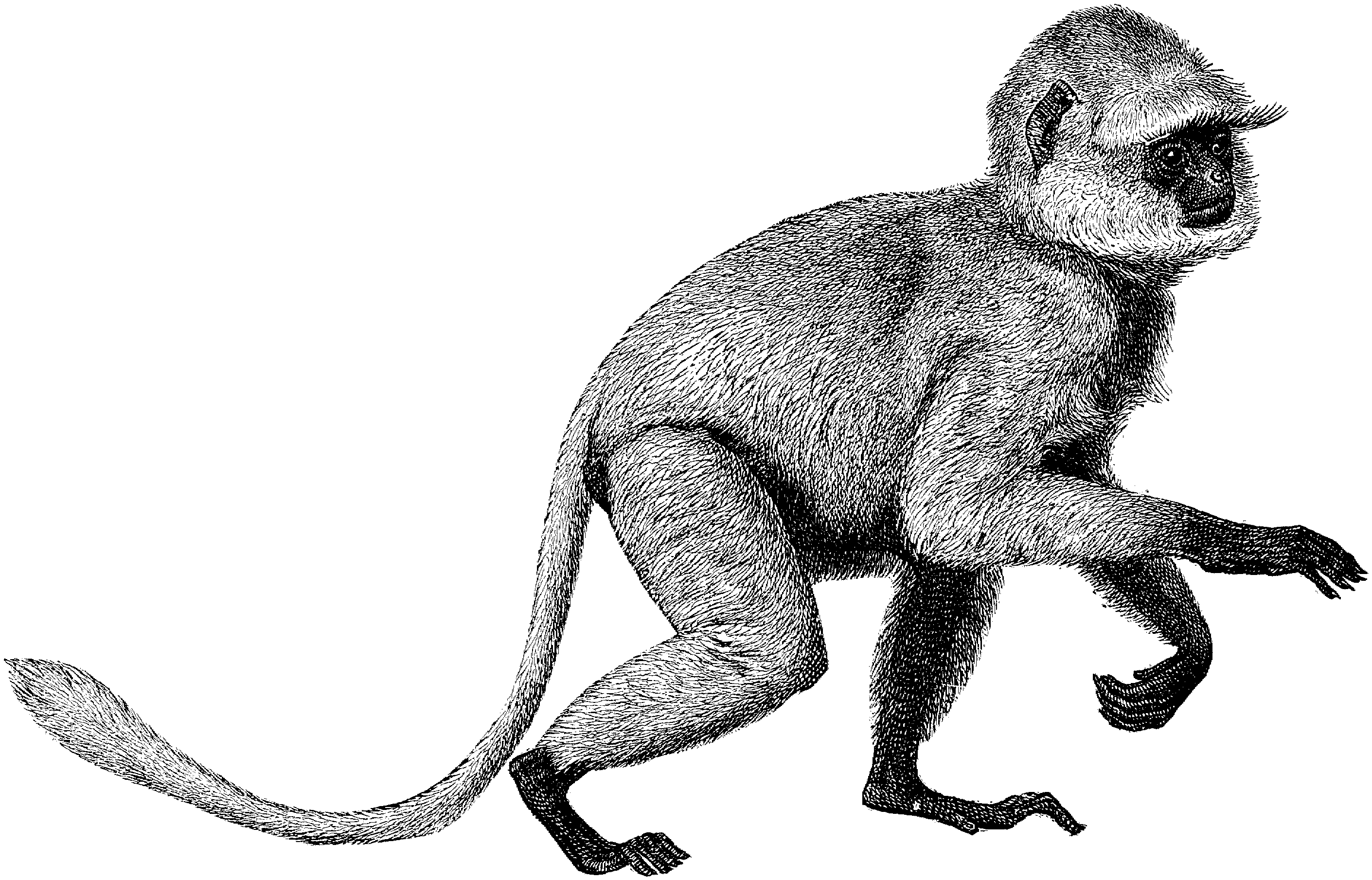 Кенгуру обезьяна рисунок