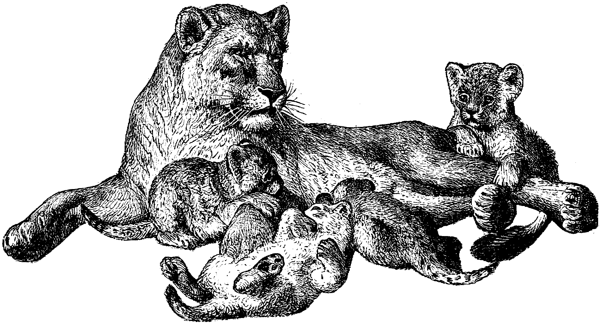 Изображение львицы для гравировки на коже