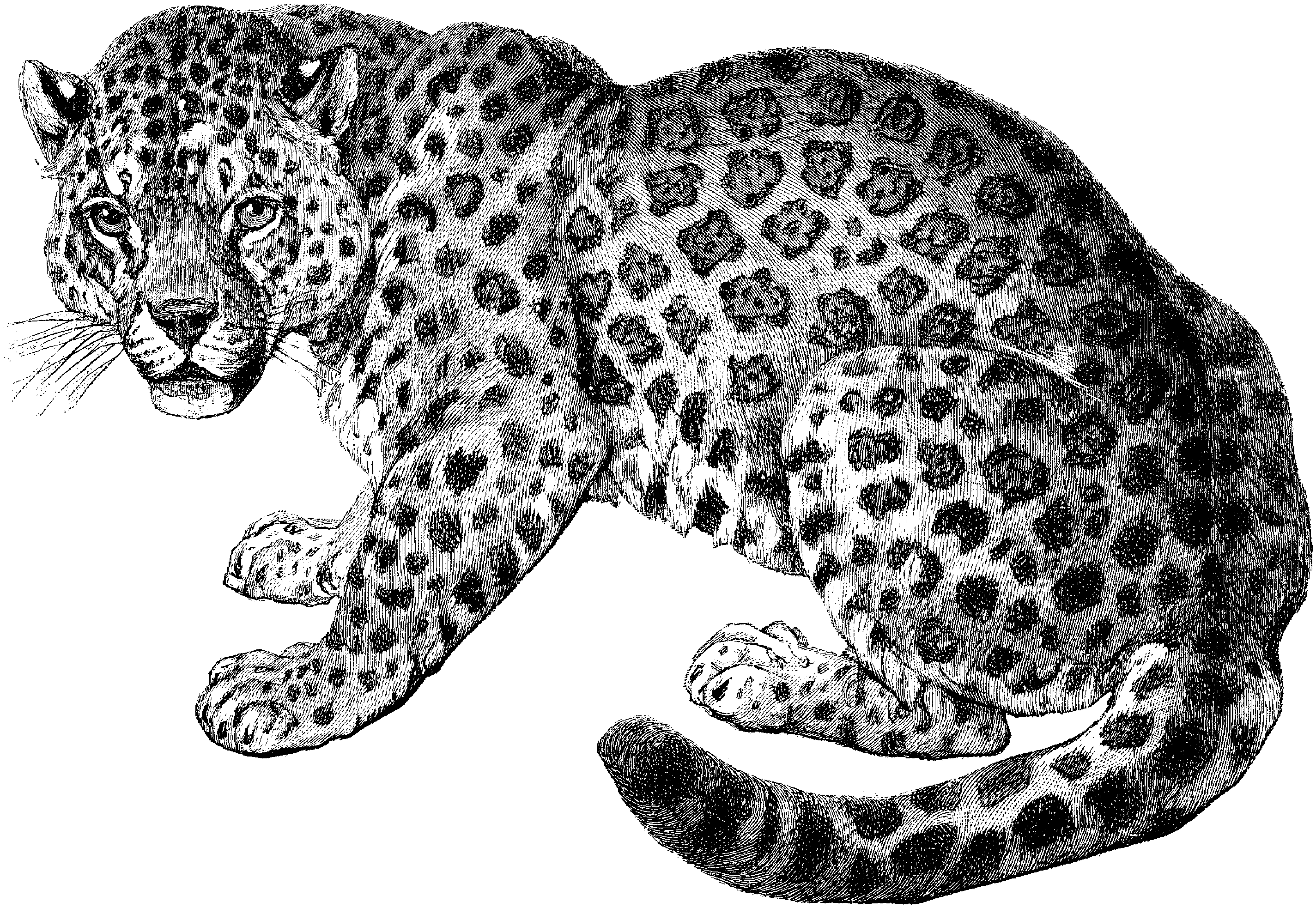 Ягуар животное