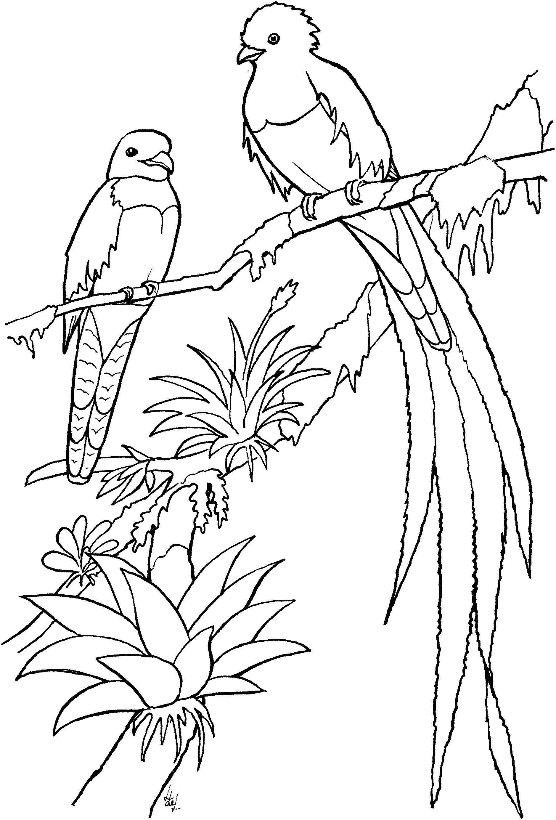 Райская птица раскраска