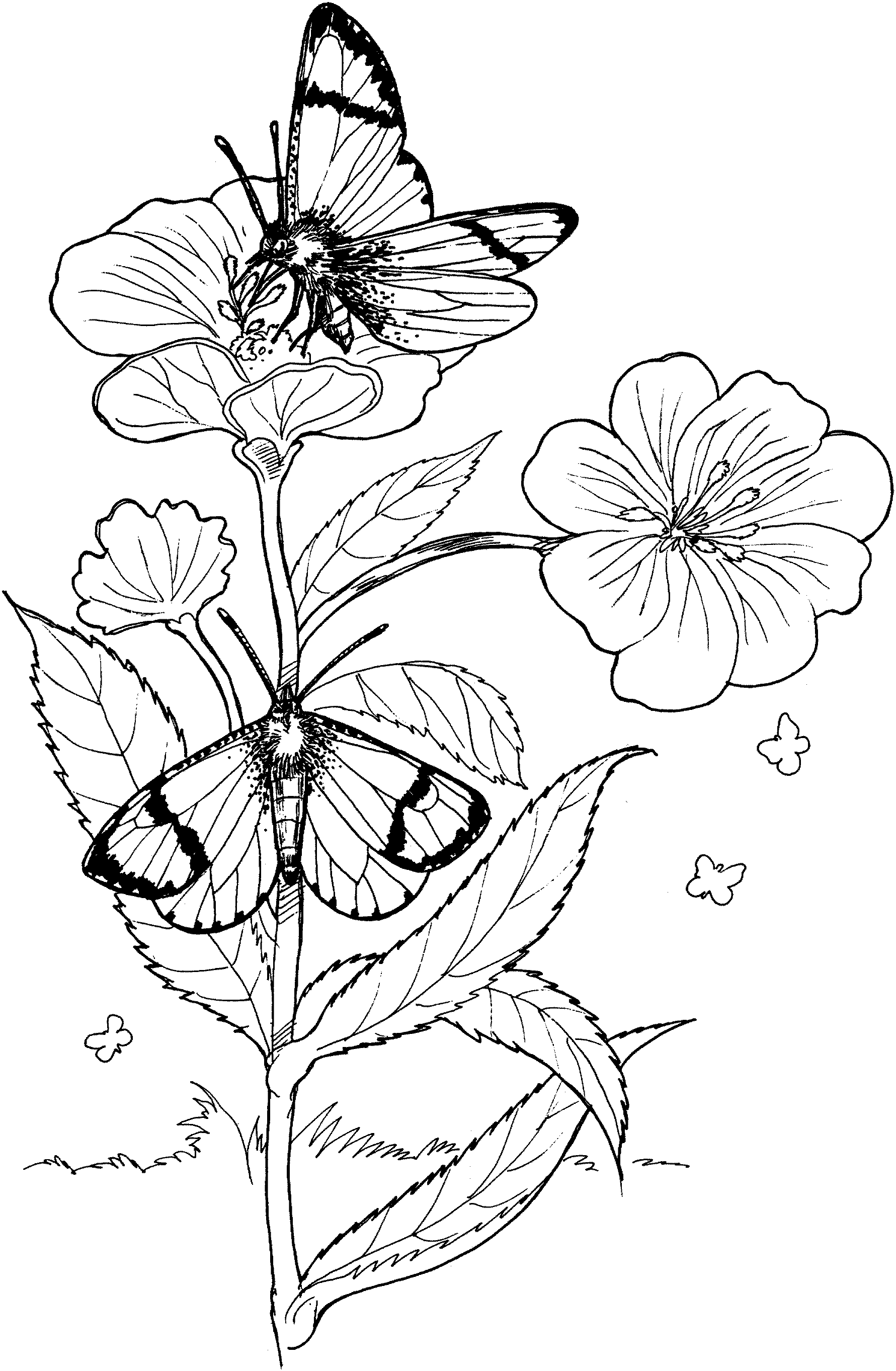 Раскраска луговые цветы и бабочки
