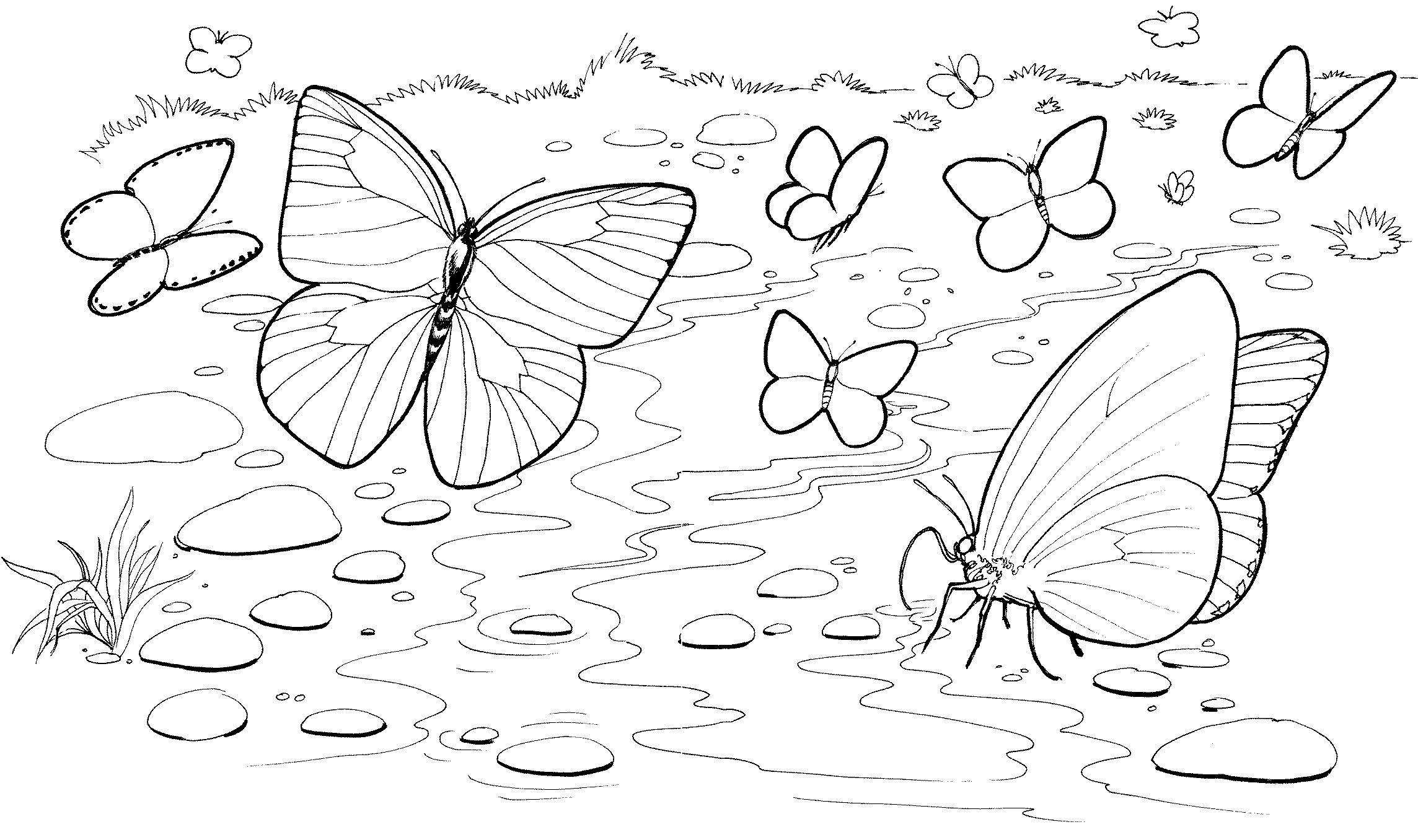 Раскраска бабочки летают над лугом
