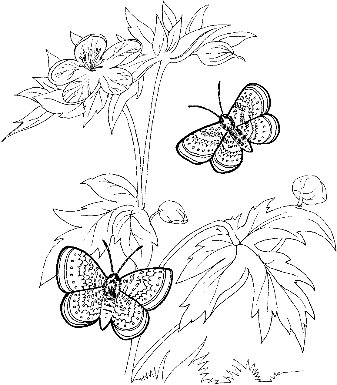 Бабочки над цветами раскраска