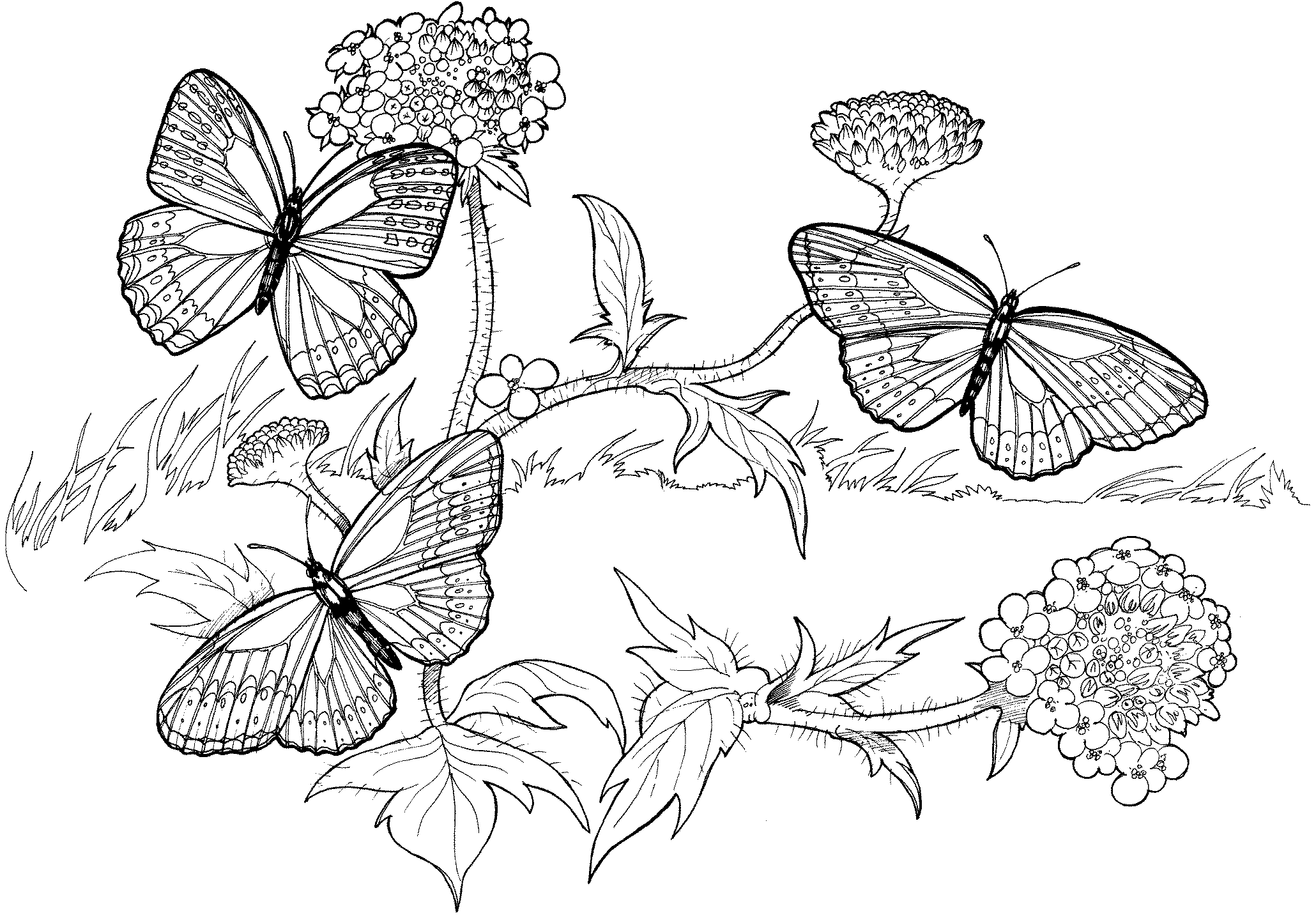 Раскраска бабочки на цветах