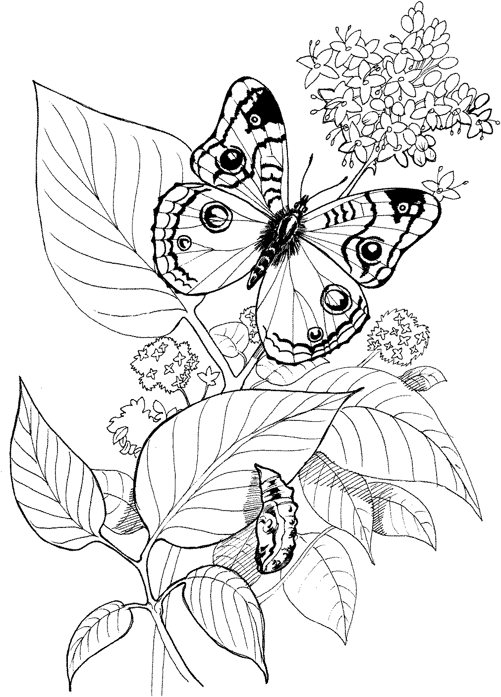 Раскраски экзотические бабочки