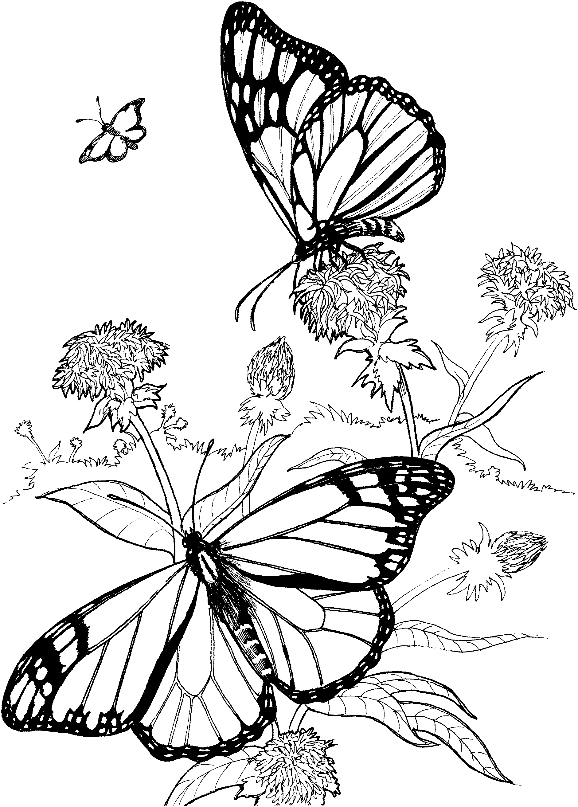 Бабочки на цветах Графика