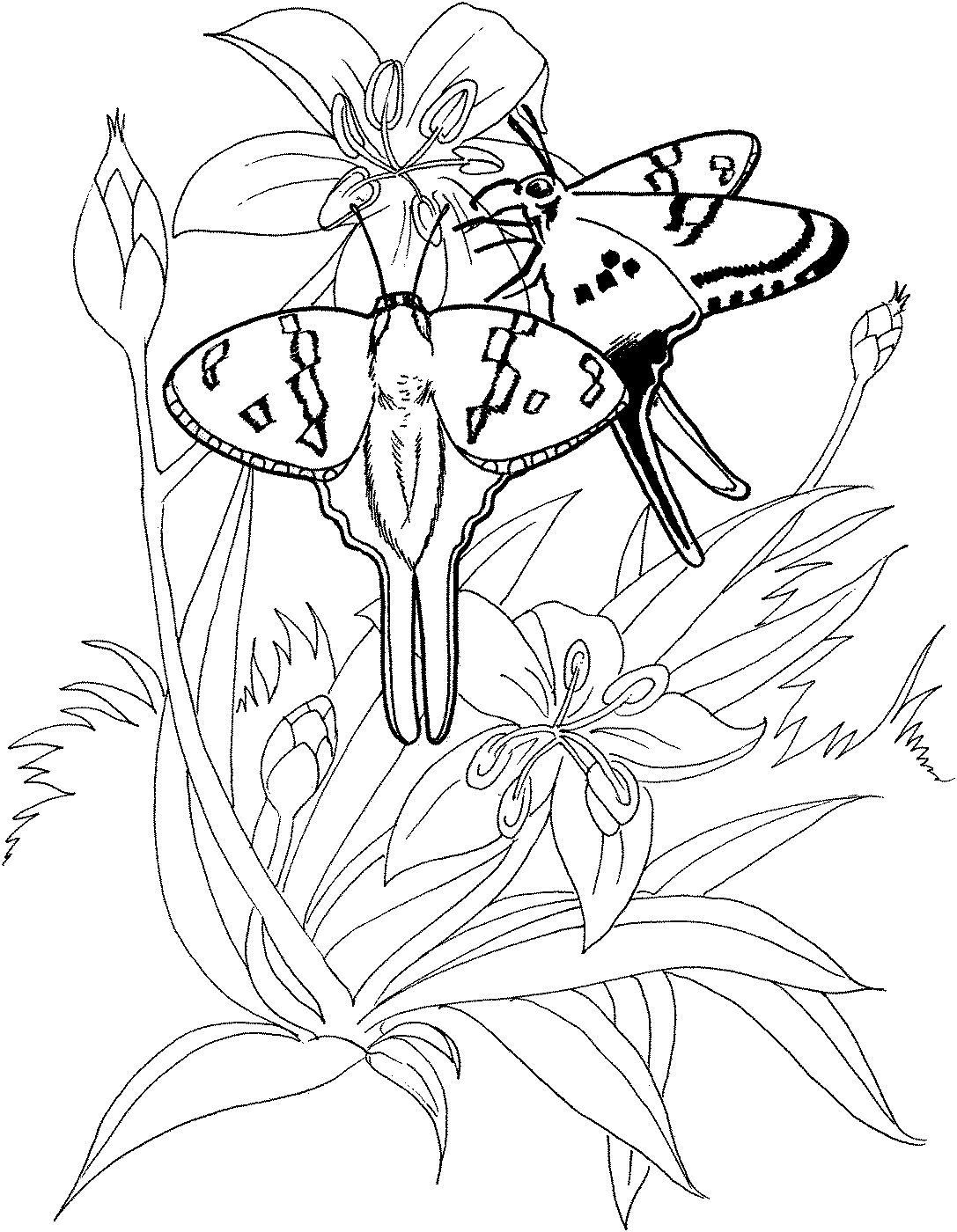 Раскраска бабочки и Стрекозы на лугу