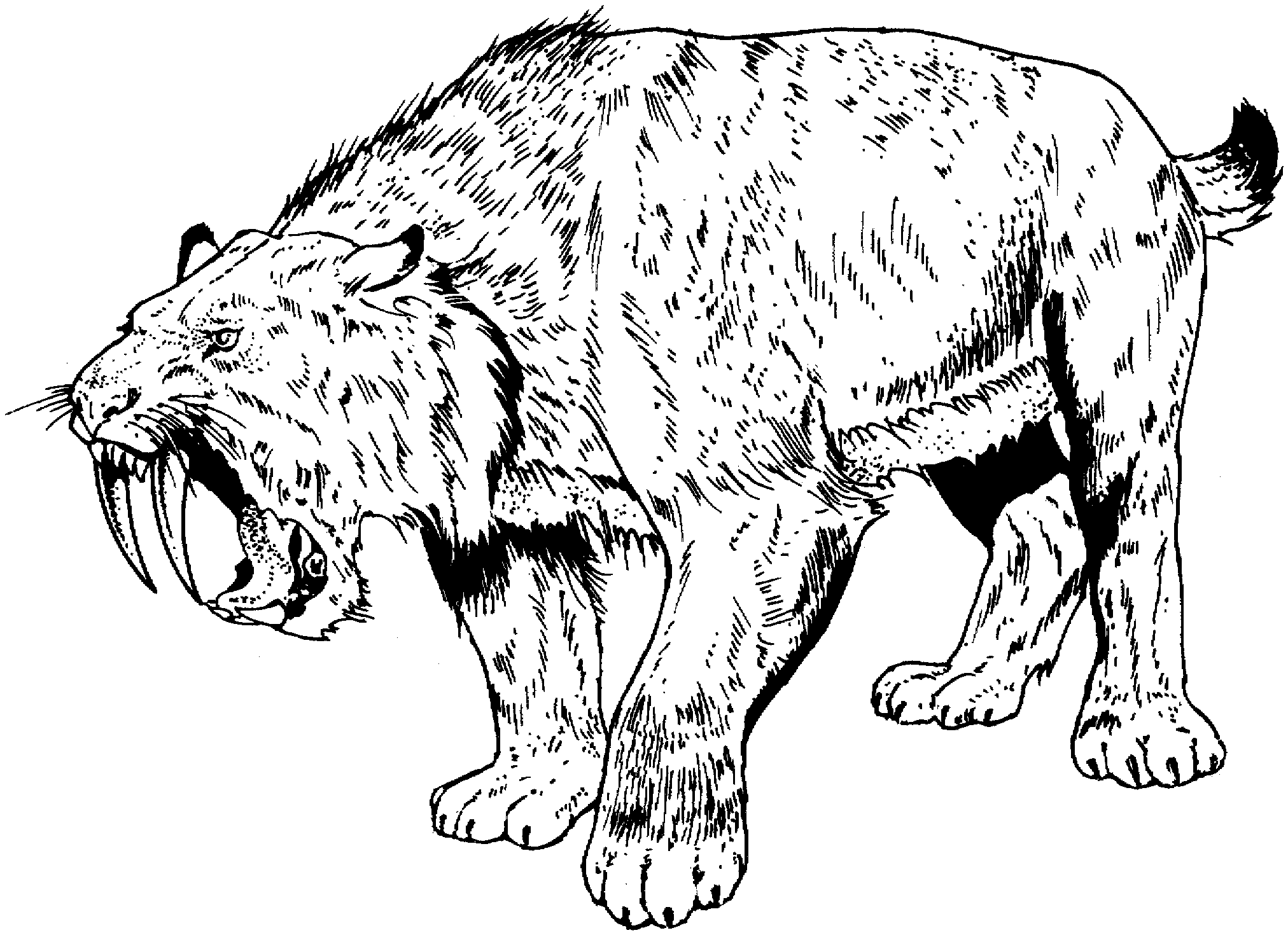 Саблезубый тигр Смилодон рисунок