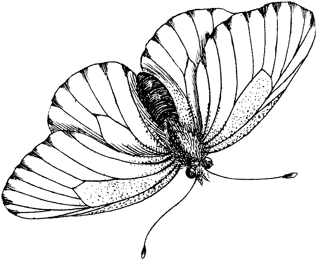 Схематичный рисунок бабочки